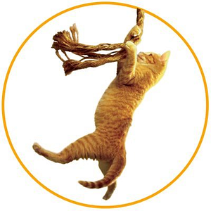 Save the cat